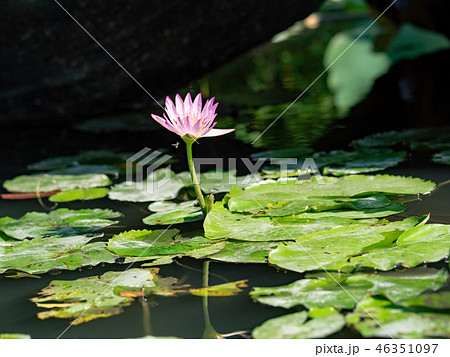 water lily/ pond/ park 46351097