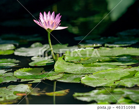 water lily/ pond/ park 46351098