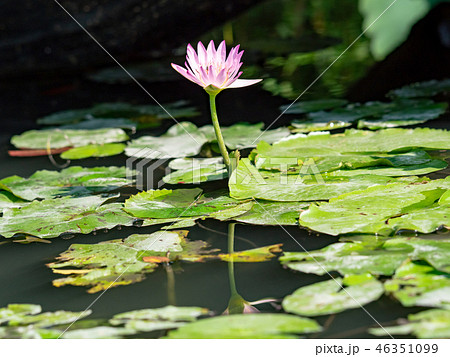 water lily/ pond/ park 46351099