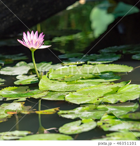 water lily/ pond/ park water lily/ pond/ park 46351101