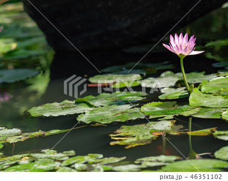 water lily/ pond/ park water lily/ pond/ park 46351102