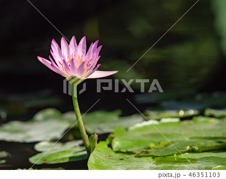 water lily/ pond/ park water lily/ pond/ park 46351103