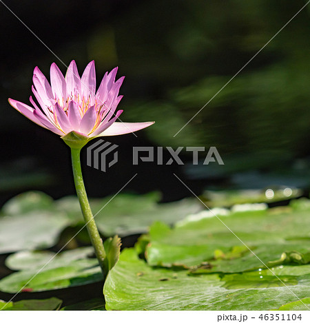 water lily/ pond/ park 46351104