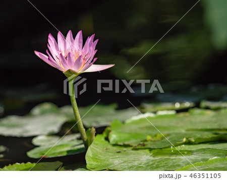 water lily/ pond/ park 46351105