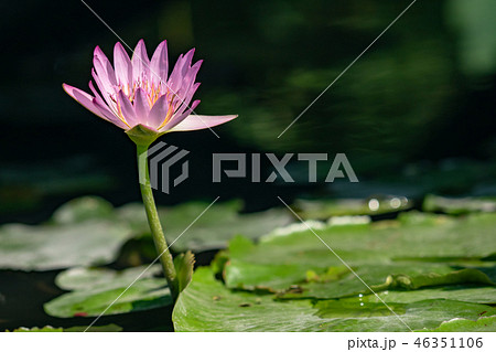 water lily/ pond/ park 46351106