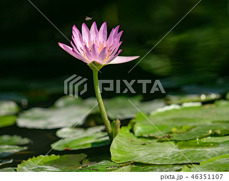 water lily/ pond/ park 46351107