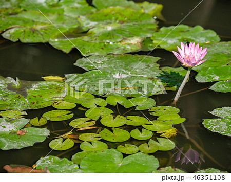 water lily/ pond/ park 46351108