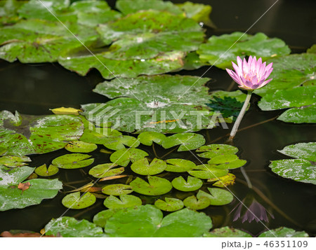 water lily/ pond/ park 46351109