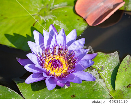 water lily/ pond/ park 46351110
