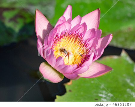 Bee on pink lotus flower 46351207