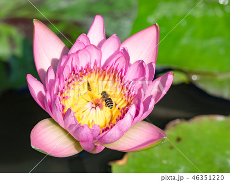 Bee on pink lotus flower 46351220