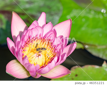 Bee on pink lotus flower 46351221