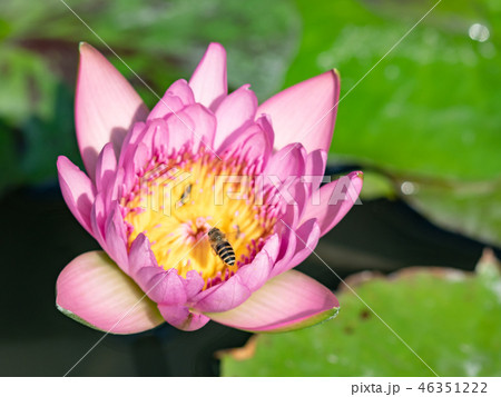 Bee on pink lotus flower 46351222
