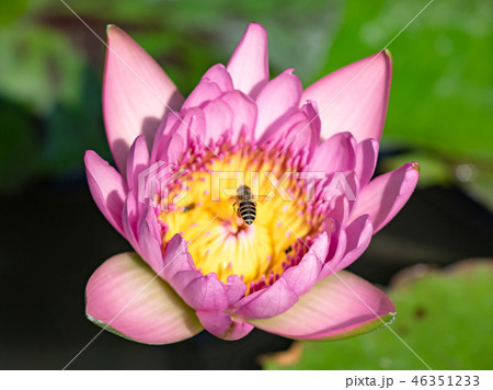 Bee on pink lotus flower 46351233