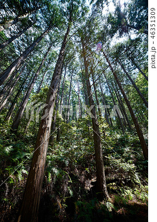 熊野古道_発心門王子から熊野本宮大社コース_No2 46351309