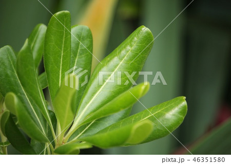 とべらの葉 46351580