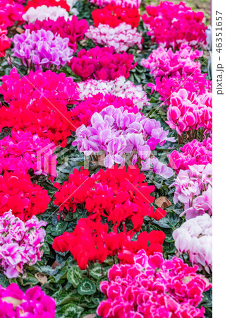 ガーデニング ガーデニング 46351657