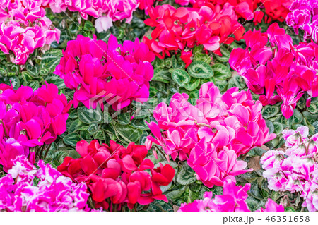 ガーデニング 46351658