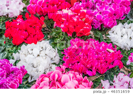 ガーデニング ガーデニング 46351659