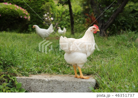 鶏 46351737