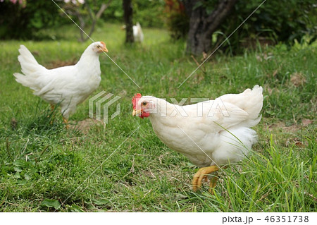 鶏 46351738