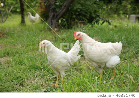 鶏 鶏 46351740