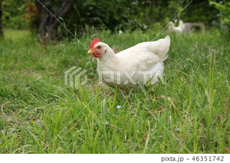 鶏 46351742