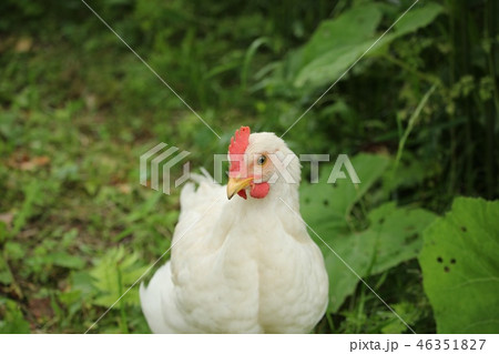 鶏 鶏 46351827