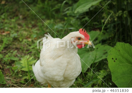 鶏 46351830