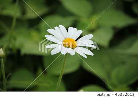 フランス菊 46352013