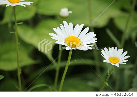 フランス菊 46352014