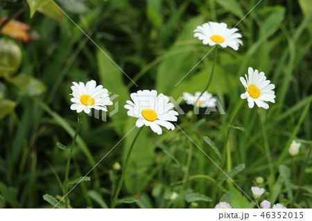 フランス菊 46352015