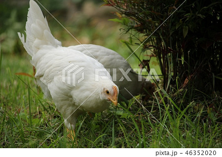 鶏 46352020