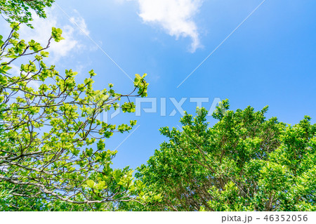 自然イメージ 46352056