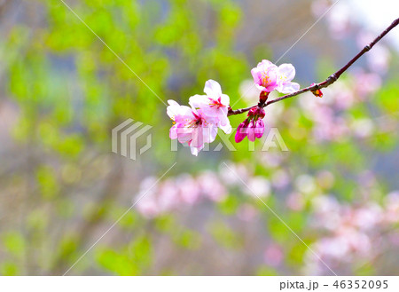 桜 桜 46352095