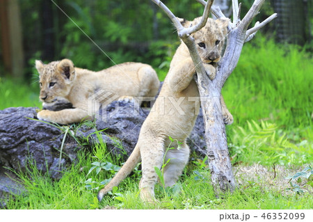 ライオンの赤ちゃん 46352099