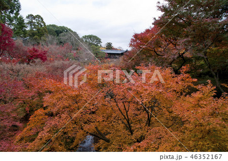 京都　東福寺　三聖寺愛染堂 46352167