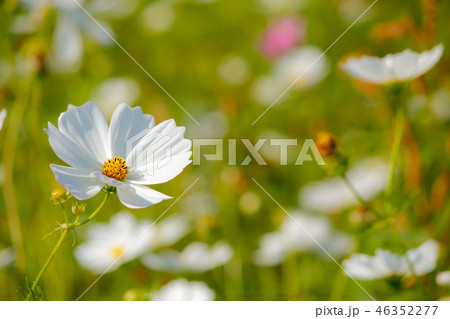 花 フラワー お花 46352277