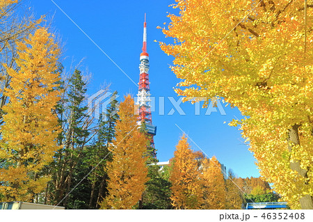 晴天下の東京タワーと紅葉 晴天下の東京タワーと紅葉 46352408