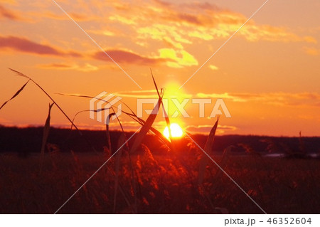 ススキと夕日〜濤沸湖 ススキと夕日〜濤沸湖 46352604