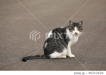 キジ白にゃんこ 46352626