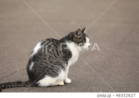 キジ白にゃんこ 46352627