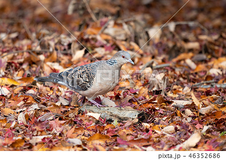 紅葉の積もる地面を歩くヤマバト 46352686