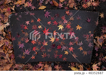 踏み石の上の紅葉 46352687