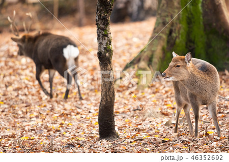 雌ジカのもとから去りゆく雄ジカ 46352692