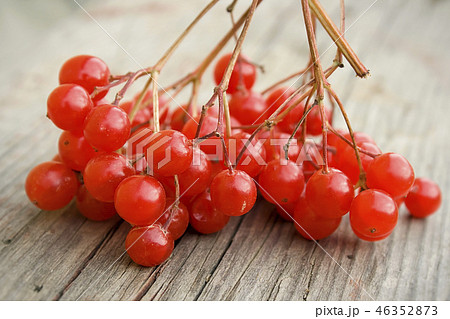 red berries 46352873