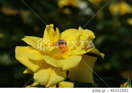 ばら　ミツバチ 46352892