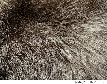 .Silver fox fur texture 46353657