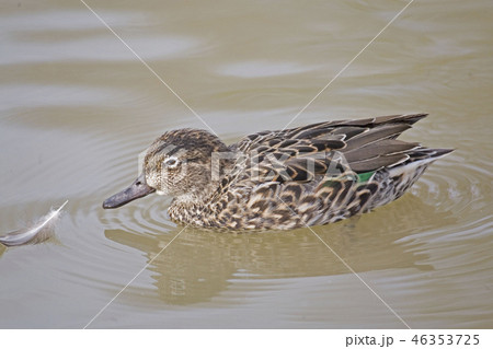 A Female Eurasian Teal, Anas crecca A Female Eurasian Teal, Anas crecca 46353725