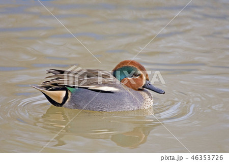 A Relaxed male Eurasian Teal, Anas crecca A Relaxed male Eurasian Teal, Anas crecca 46353726